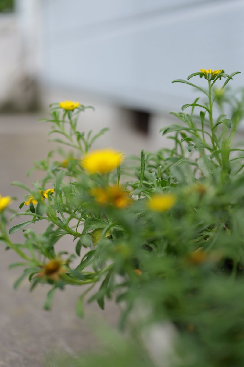 AutbN1203's tweet photo. これがネットで物議を醸すLUMIXのAFなのか、それともワイの技術の問題なのか https://t.co/AAWtmP6DxH