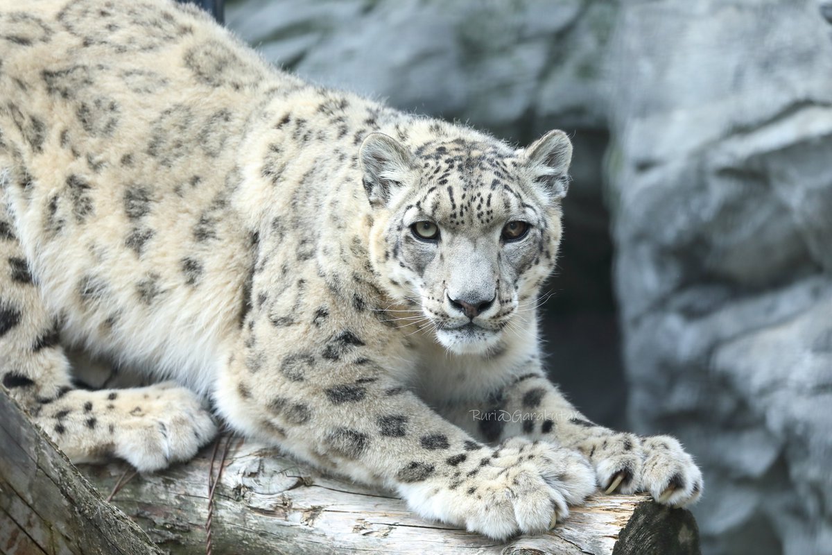 ruri_raphael's tweet photo. 旭山写ん歩
はじめまして!の、コボくん
***
Take a walk at Asahiyama Zoo
Nice to meet you!
***
🐾
🐾
#旭山動物園 #ユキヒョウ #コボ
#asahiyamazoo #snowleopard #kovo https://t.co/bise5mdl1O