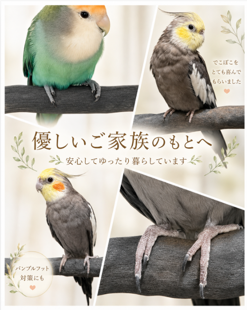 多頭飼育の環境から、今は優しいご家族のもとで、安心してゆったり