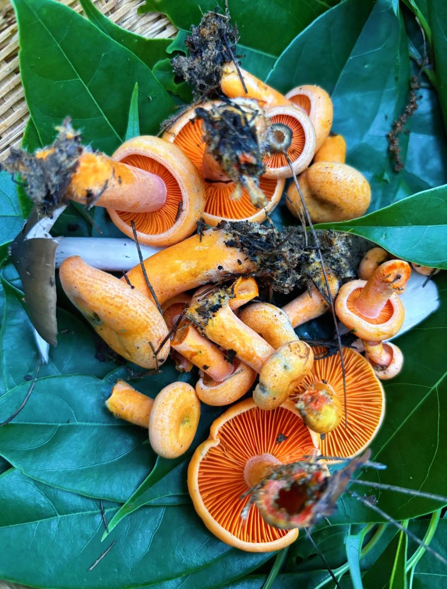 wen4929's tweet photo. 晚上好呀！亲爱的朋友们，今天我又去捡菌子啦~
Good evening, dear friends! I went mushroom foraging again today. https://t.co/swbv7mspzz
