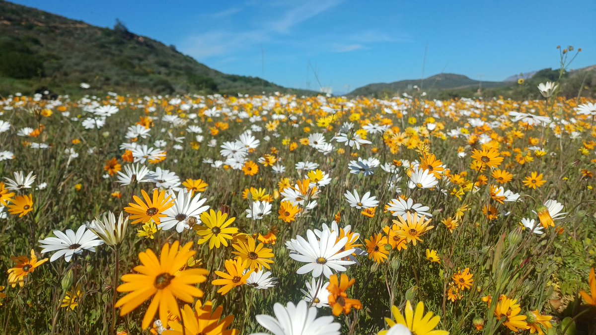 80_incognito's tweet photo. At De Kleine Schuur, near Clanwilliam 🌻🐕🚶♂️ https://t.co/6LgdcOzfs9