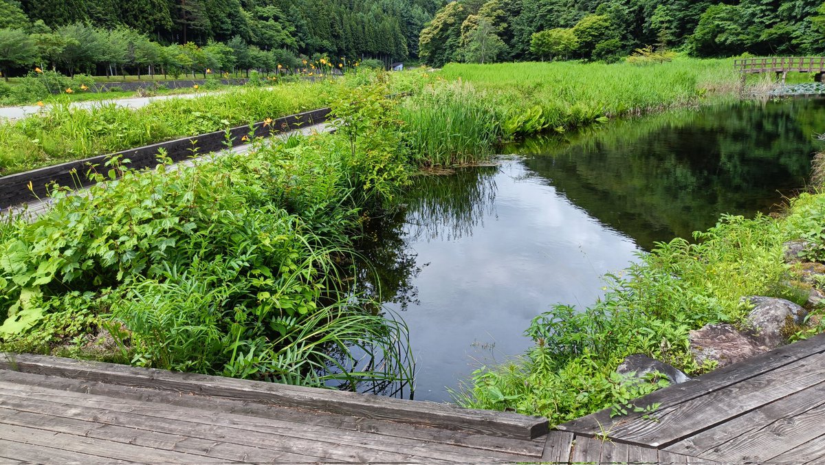 hba457to's tweet photo. 檜枝岐村のミニ尾瀬公園に行きました。日光キスゲなど綺麗なお花が沢山咲いていました。近くの伊南川は綺麗で水が冷たく感じました。自然🏞️豊で空気が綺麗と感じました。中に美術館🖼️があり、無料でした。ミニ尾瀬公園は散歩するにはとてもいい公園でした。ミニ尾瀬公園は良かったです。 https://t.co/N8R890gRik