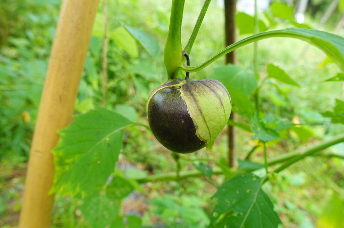 kibi_tsuki's tweet photo. 【もう絶対育てない野菜】

メキシコ原産の「紫ホオズキ」。

本場では「トマティーヨ」と呼ばれ、日本の野菜にはない不思議な酸味がある。メキシコではサルサソースに欠かせない食材で、ブツ切りにしてタコスに合わせると、クッソ美味い。

問題はその後。
サルサソース以外、もう出番が皆無。

なのに繁殖力がめっちゃ高く、次々に実をつけるので、冷蔵庫がトマティーヨだらけになる。わしゃメキシコ人か。

もう絶対に育てない。