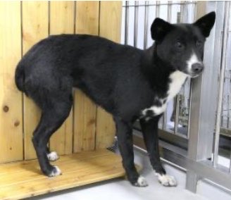 hgwj2WODcjLjHal's tweet photo. 🆘山口県防府保健部で待っています🆘#拡散希望 #迷い犬
管理番号25
7/3 #防府市 #大字田島 より #黒白 雌の中型犬保護
飼い主さんは☎️ 0835-22-3740へ!
大字田島からの収容が続いています
抑留公示期間は基本4日
それ以降は里親様も募集に
⚠️センターへは飼主里親希望以外☎️❌
https://t.co/X6dLScDBkt https://t.co/HMUDsgDaa2