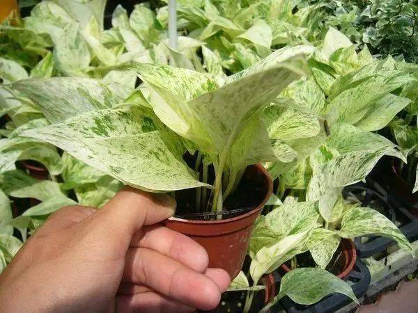 SomMyr_003's tweet photo. Pro tip for keeping your pothos happy! Water once the top 2 inches of soil feel dry → no overwatering, no sad leaves.  Tag a friend who needs this! #PlantCareTips https://t.co/c1GdJBAsKE