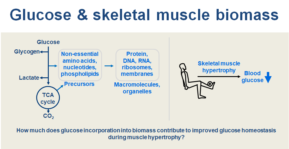 HeWaHippo's tweet photo. Skeletal muscle biomass as an underappreciated fate of glucose | American Journal of Physiology-Cell Physiology | American Physiological Society https://t.co/B7nRdC20Vk https://t.co/kx6TdEbdFB