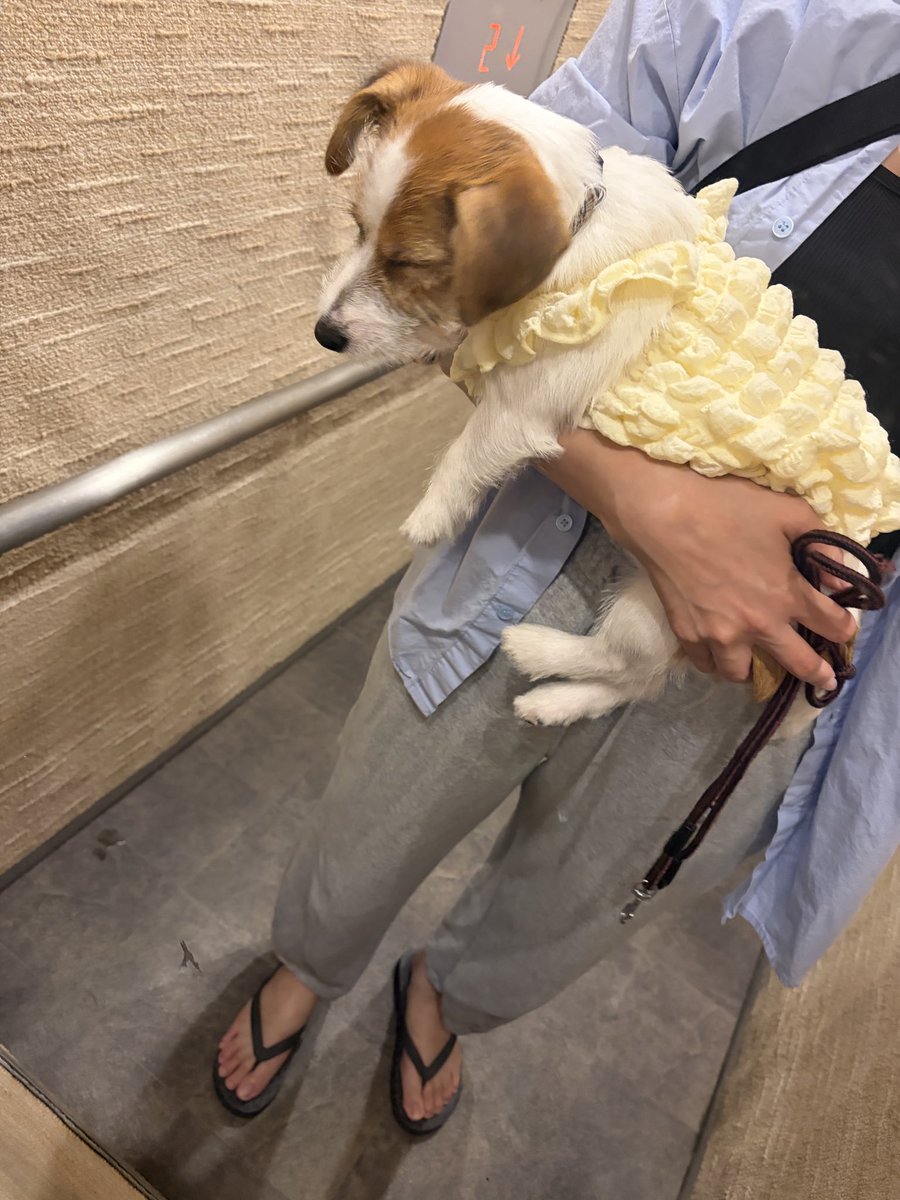 kotarinern's tweet photo. 今日は雨上がりやから
とうもろこしの妖精でいこうね🌽🧚 https://t.co/ixCCOqjL3y