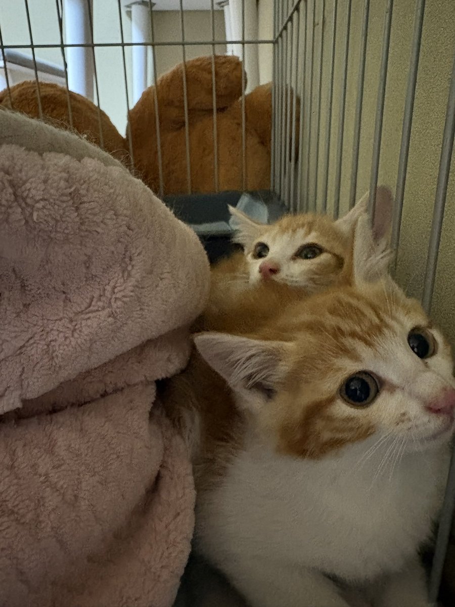 rororo63's tweet photo. きのう保護されたばかりのビビり茶白きょうだいの預かり開始🐈🐾

メスの方をシャー、オスの方をウーって呼ぶ🥸

ワクチンして里親募集始めるまでに、
人慣れしようね🫶

#保護猫 https://t.co/Rbc5t65VQr