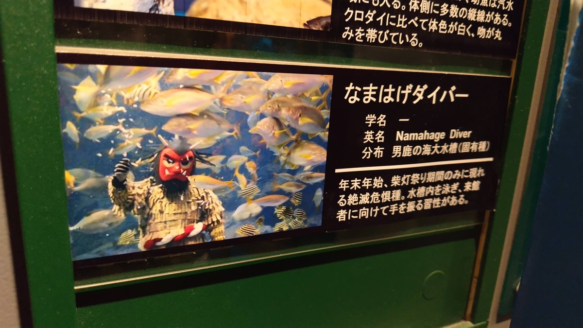 kelp_animarium's tweet photo. なんと絶滅危惧種らしい。
📷2026.05.24
#なまはげダイバー #男鹿水族館GAO https://t.co/CiH6RcOMSM