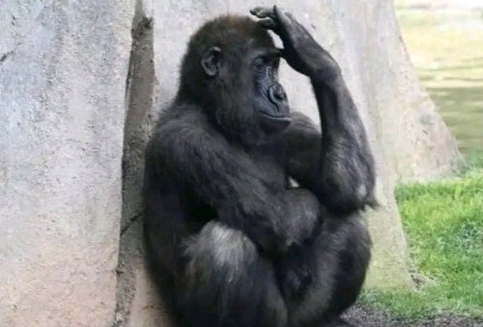 Godofactive2000's tweet photo. Only God Know how many bananas Him babe Bill am 😂 https://t.co/10dnr4a6v5