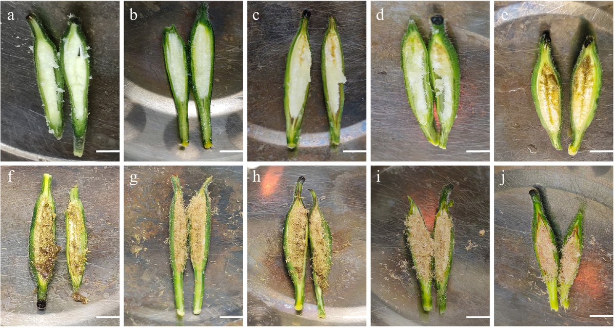 HortiPlant's tweet photo. #TIH
Optimal Paphiopedilum germination: 230-day-old capsules on 1/4 MS + coconut water (80% rate). Transplant survival 75.9% with substrate mix.
@MaximumAcademic @sci_plant #Orchid #Germination
Details: https://t.co/yCgkHNUcxG https://t.co/Sn5H1lHksj