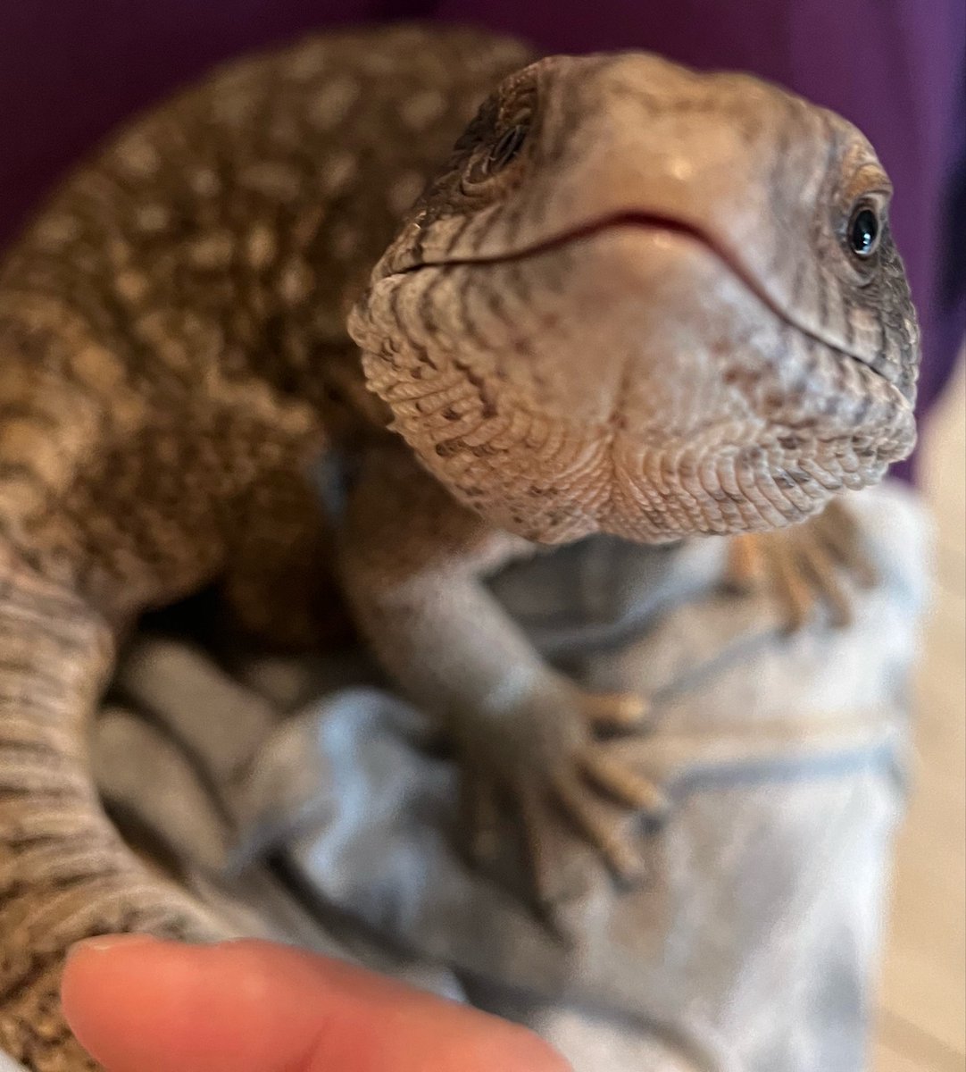 Croco82951901's tweet photo. 笑うという感情があるかというときっと色々見解分かれると思うけど、
ウトゥは嬉しいと顔がキラキラする子ではあったなあ。 https://t.co/jG8ByVlrvp