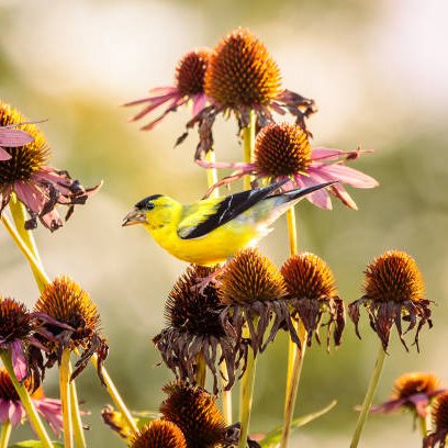 giveashitnature's tweet photo. By mid July, your first wave of coneflowers have likely started to die back. But before you deadhead them, consider the babies those dried seedheads might be feeding.

Goldfinches are one of the few songbirds that feed their nestlings seeds rather than insects. They are highly dependent on seed-heads, like your coneflowers, to raise their broods. No seeds could mean no goldfinches in your yard.

By the time August rolls around, Goldfinches start looking hard for coneflower seed heads. Same with sunflowers, black-eyed susans, and native grasses. Your "messy" dried up stalks are an important part of the food web.

Skip the seed head cleanup in the fall too. The seeds will feed your local song birds well into winter and the hollow stems of spent coneflowers provide shelter to native bees. Food and habitat all rolled into one.