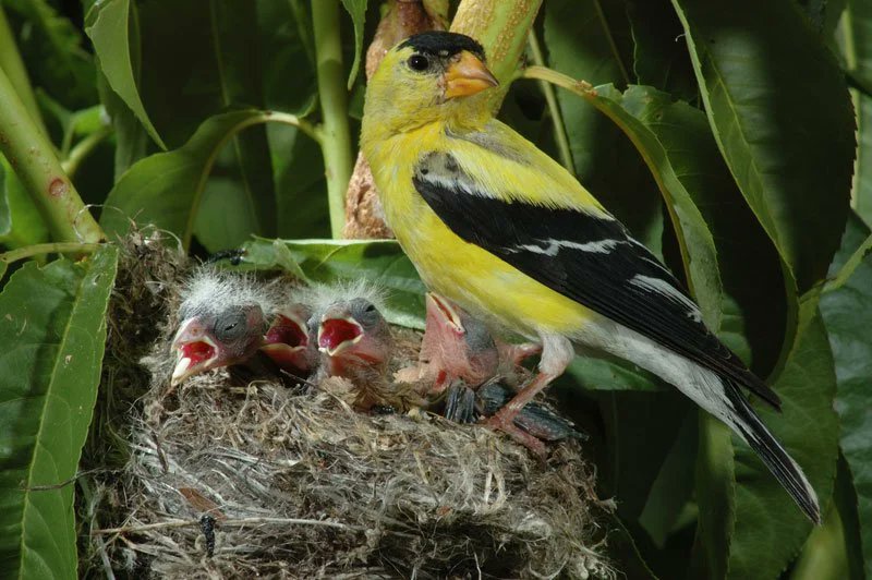 giveashitnature's tweet photo. By mid July, your first wave of coneflowers have likely started to die back. But before you deadhead them, consider the babies those dried seedheads might be feeding.

Goldfinches are one of the few songbirds that feed their nestlings seeds rather than insects. They are highly dependent on seed-heads, like your coneflowers, to raise their broods. No seeds could mean no goldfinches in your yard.

By the time August rolls around, Goldfinches start looking hard for coneflower seed heads. Same with sunflowers, black-eyed susans, and native grasses. Your "messy" dried up stalks are an important part of the food web.

Skip the seed head cleanup in the fall too. The seeds will feed your local song birds well into winter and the hollow stems of spent coneflowers provide shelter to native bees. Food and habitat all rolled into one.