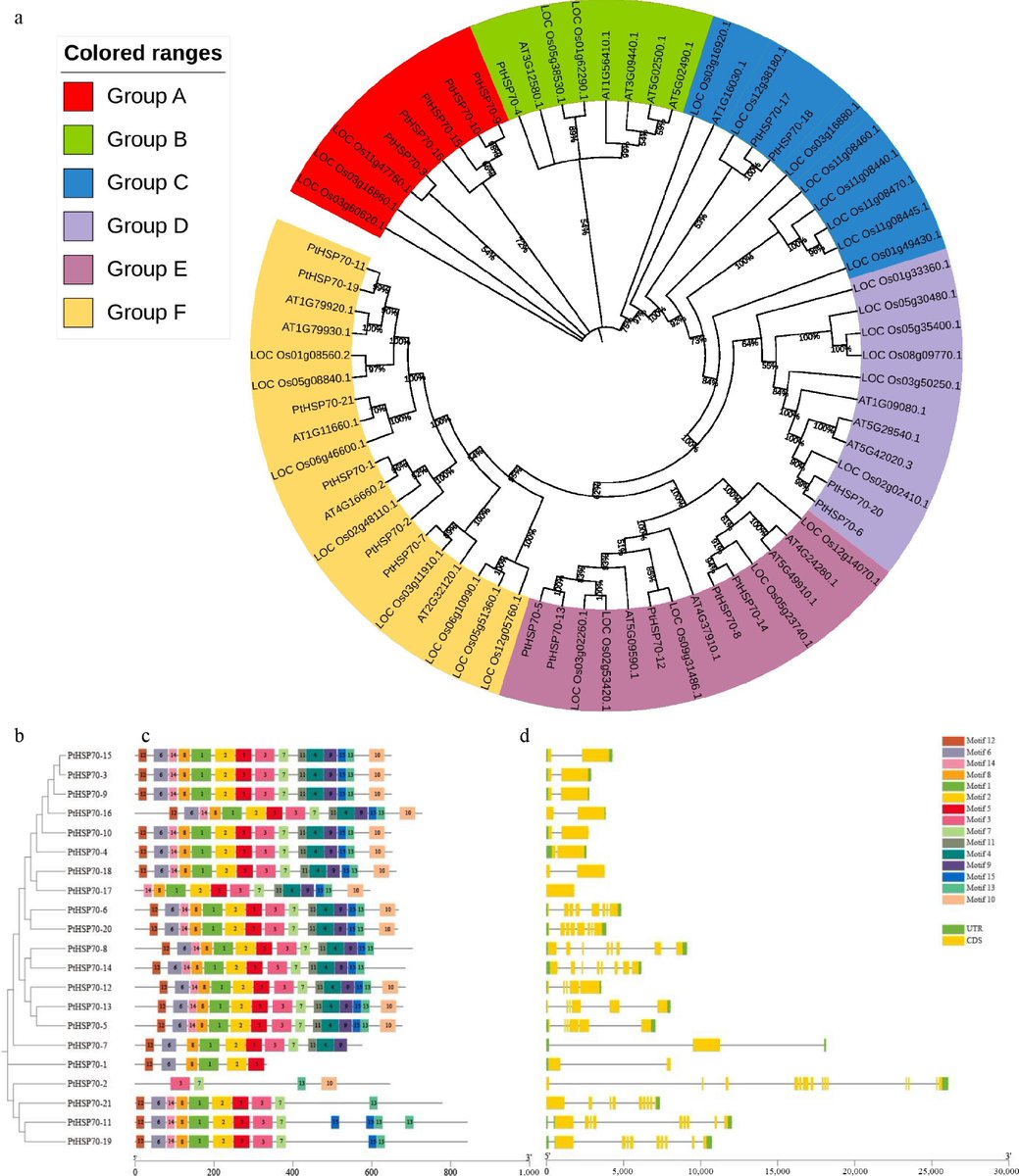 HortiPlant's tweet photo. #MPB
21 PtHSP70 genes in Pinellia respond to heat/cold & ABA/MeJA, with most highly expressed in tubers. Key for stress breeding.
@MaximumAcademic @PlantCellEnvir #Pinellia #HSP70
Details: https://t.co/2gH6sX6kjN https://t.co/WISJYFw9xD