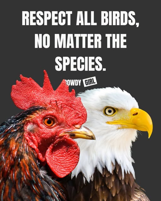 RowdyGirlRanch's tweet photo. Y’all, why in the hell do we praise one bird, elevate it to the symbol of our nation, give it legal protections - but the other is maligned, tortured &amp; mercilessly murdered?
Are we a nation of animal abusers or animal protectors?
Join the Herd!🐔 
➡️https://t.co/MuHPDcLFMl https://t.co/buQKLkgtf1