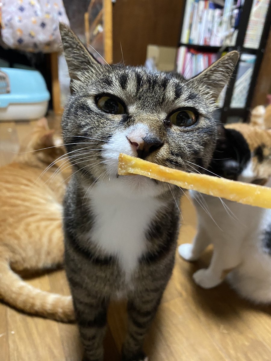 misnow07's tweet photo. 猫が芋けんぴ好きなんて初耳なんだけど…（食べさせてはいない） https://t.co/KAqV7ZRSen