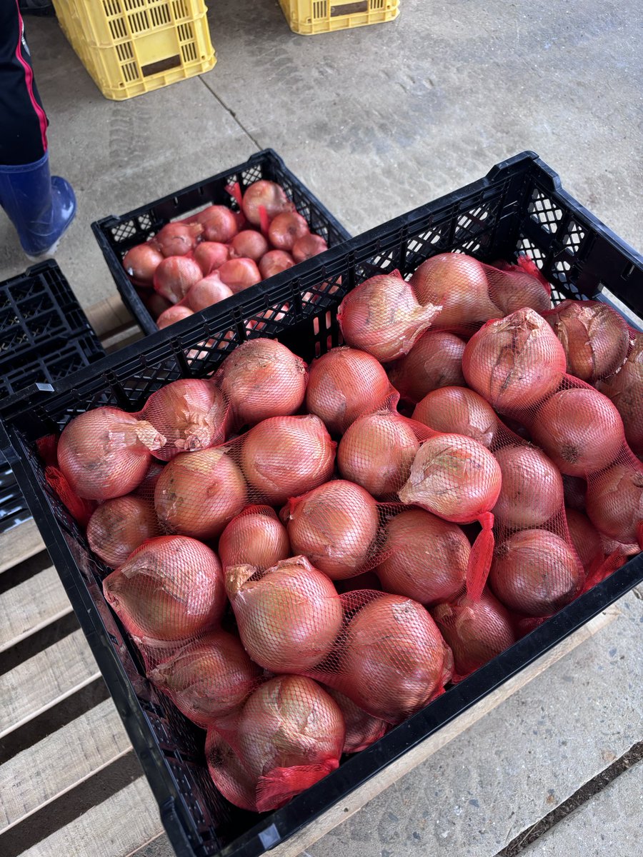 HarimaruNetwork's tweet photo. タマネギ販売準備完了！
#はりまる普及担当の日常
#神戸大学 #食資源教育研究センター #タマネギ #ターザン https://t.co/ZoMP38qqXy