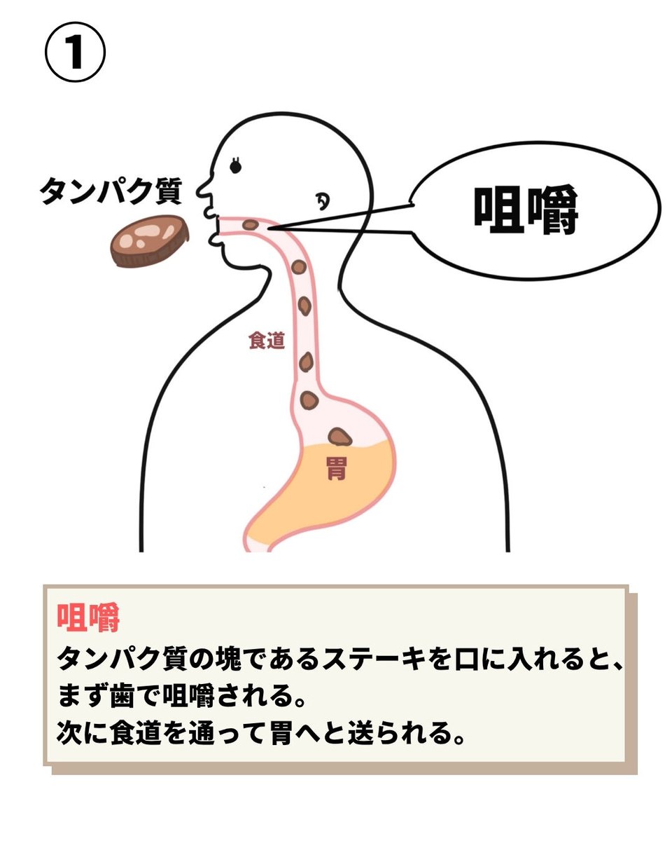 rockybabyto's tweet photo. 4コマで分かる！

タンパク質の消化と吸収

#消化器系 #タンパク質 ＃解剖生理 https://t.co/RuX1heDFu6