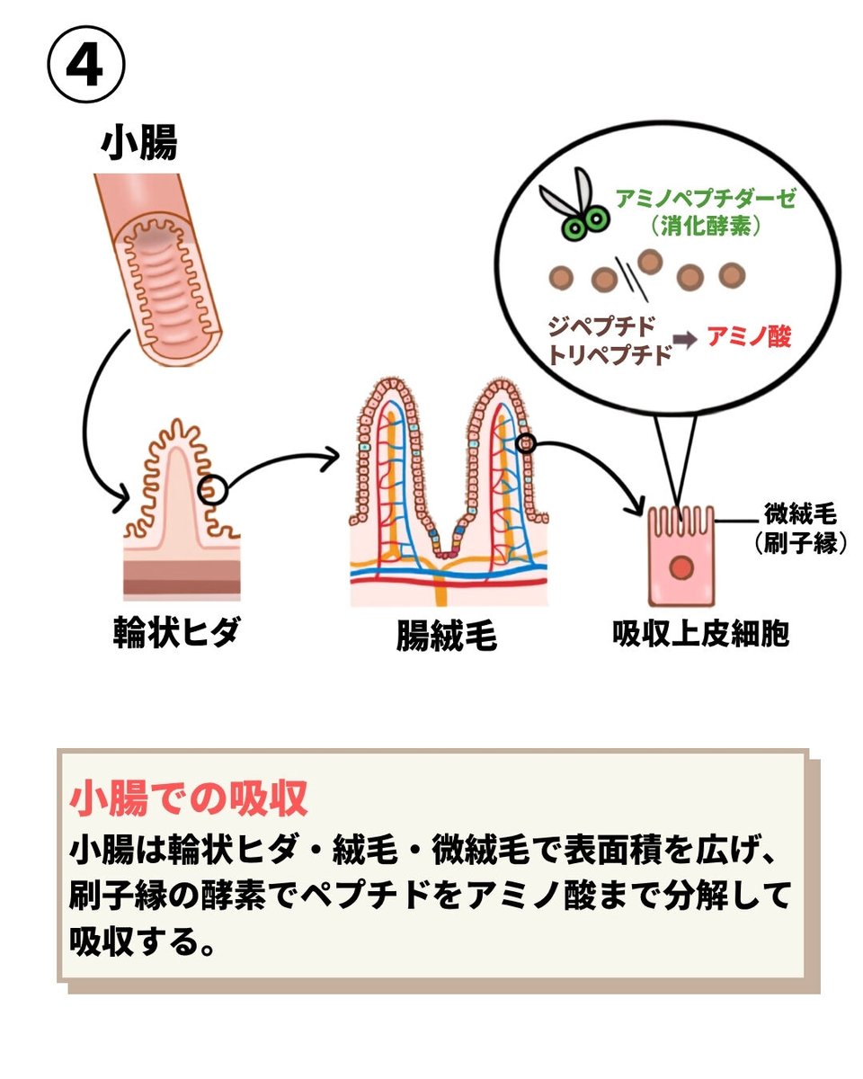 rockybabyto's tweet photo. 4コマで分かる！

タンパク質の消化と吸収

#消化器系 #タンパク質 ＃解剖生理 https://t.co/RuX1heDFu6
