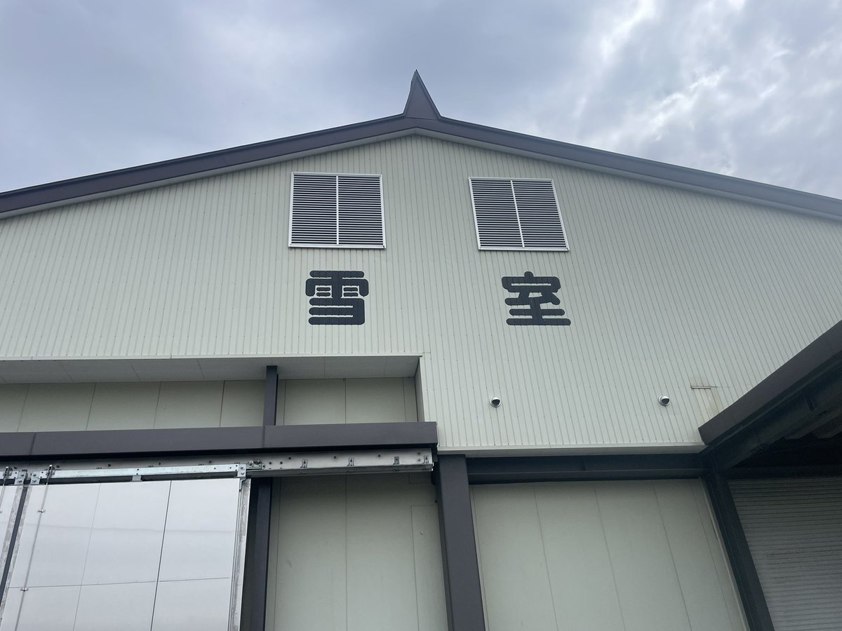 rika_oouchi's tweet photo. また紅花と言うことなかれ。その3

【紅花を雪室へ】
出羽小学校の6年生が育てた紅花。
保護者の皆さんとお揃いで卒業式に胸にさすコサージュを作るらしい。

だったら、雪室へ。
そのままドライフラワーにすると色褪せた茶色になってしまうけど、雪室に入れると葉っぱが緑色に、花もオレンジのままだよ。

子ども達が切った紅花を保護者の代表の方と一緒に村山市袖崎の雪室に運びました。

室温5°Ｃ
冷蔵庫の中に入ったみたい。
これが雪の力です。
お米もお酒もお蕎麦も何でも美味しくなるんですよ。

快くお引き受けいただきました雪室研究会の皆様、
本当にありがとうございます。

綺麗なコサージュが出来ますように😊