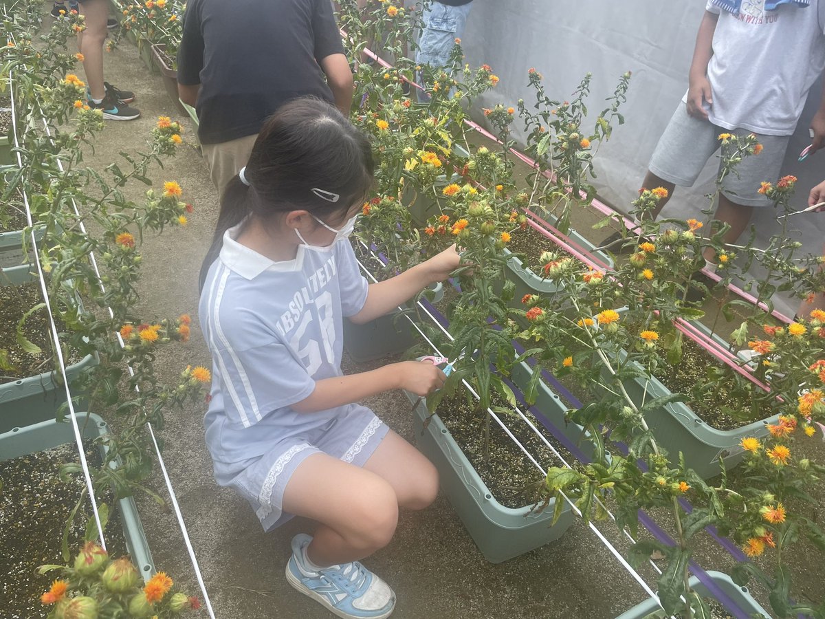 rika_oouchi's tweet photo. また紅花と言うことなかれ。その3

【紅花を雪室へ】
出羽小学校の6年生が育てた紅花。
保護者の皆さんとお揃いで卒業式に胸にさすコサージュを作るらしい。

だったら、雪室へ。
そのままドライフラワーにすると色褪せた茶色になってしまうけど、雪室に入れると葉っぱが緑色に、花もオレンジのままだよ。

子ども達が切った紅花を保護者の代表の方と一緒に村山市袖崎の雪室に運びました。

室温5°Ｃ
冷蔵庫の中に入ったみたい。
これが雪の力です。
お米もお酒もお蕎麦も何でも美味しくなるんですよ。

快くお引き受けいただきました雪室研究会の皆様、
本当にありがとうございます。

綺麗なコサージュが出来ますように😊
