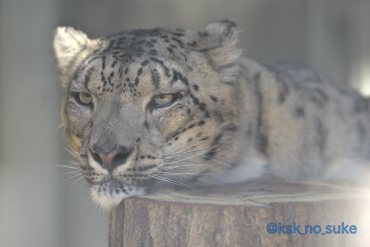 ksk_no_suke's tweet photo. 丸太に顎乗せて楽ちん😂
📷2020.02
#東山動植物園 #ユキヒョウ #ユキチ https://t.co/YmXQWA7VgW