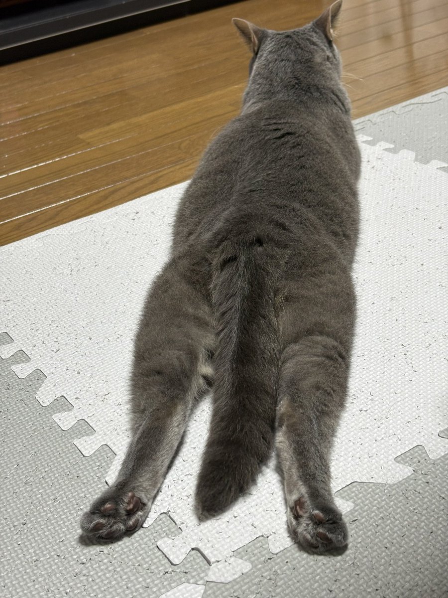 lack_466's tweet photo. どこでそんな寝そべり方覚えたんだろう😂 https://t.co/bcjb4hvCTw