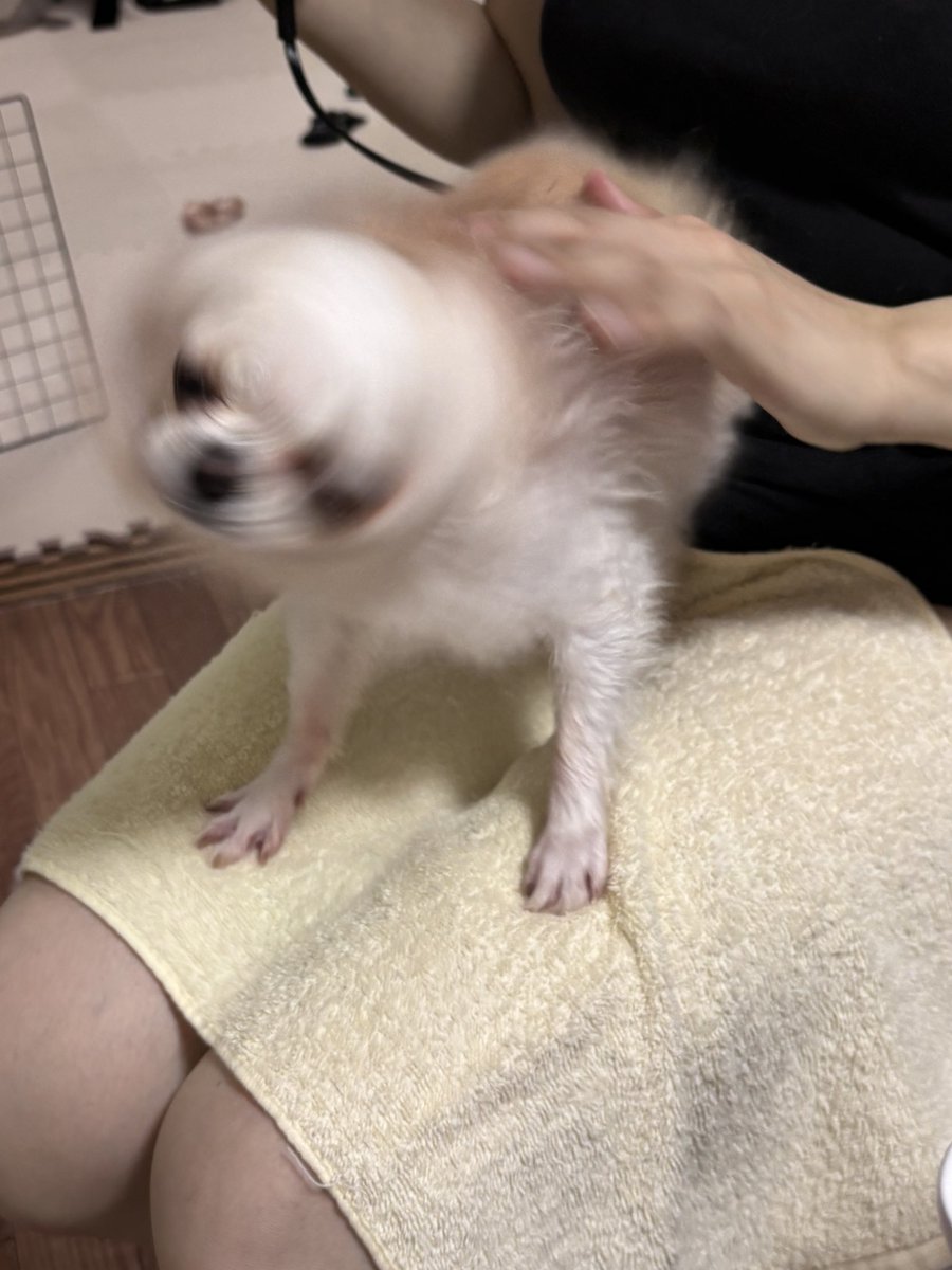 Hanitan_0423's tweet photo. チワドリル🌀 https://t.co/Py4BMFekQF