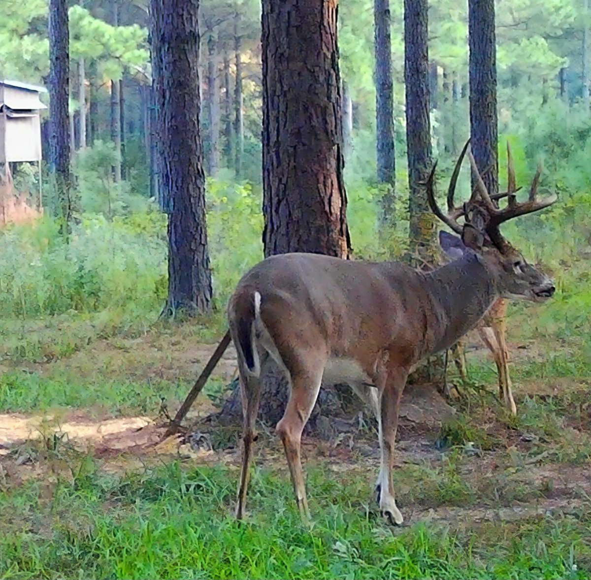 Buckmasters Nation tweet media