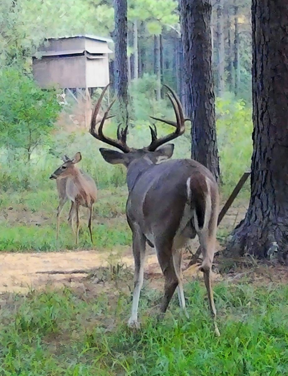 Buckmasters Nation tweet media