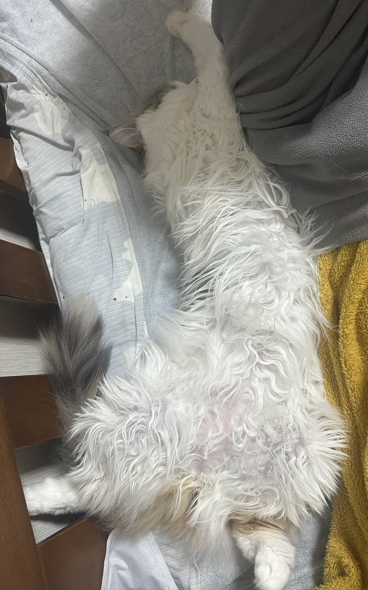 Nao_OMTY's tweet photo. あの...寝相...

おやすみなさい🌙 https://t.co/jUSUw6xZ3P