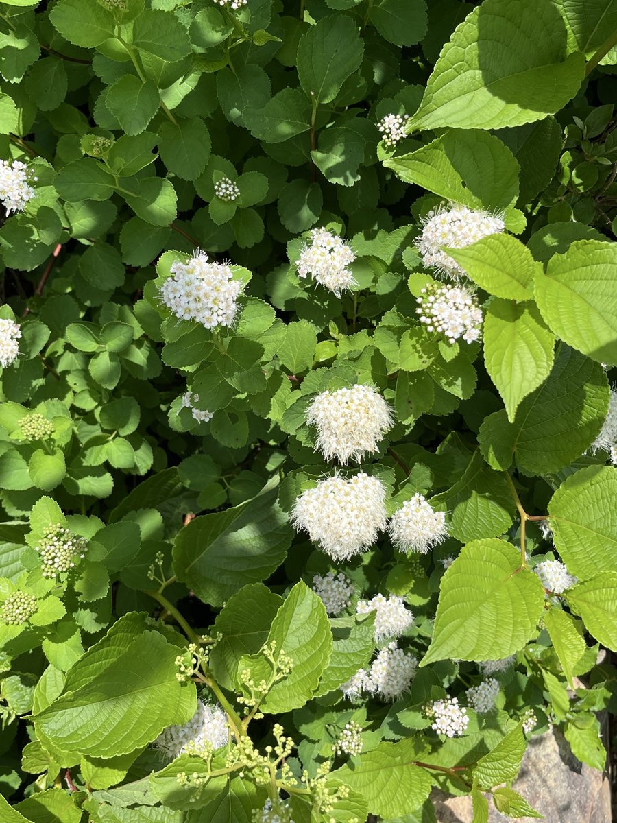 Oh26824445's tweet photo. #マルバシモツケ　かな
1枚目の花はフッサフサ　もふもふでカワイイ
那須岳にて https://t.co/MWXWgxU12A