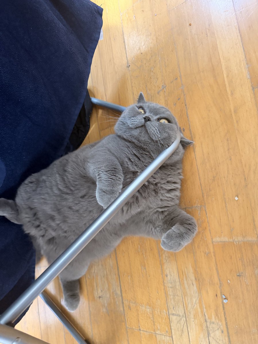 SweetDivide49's tweet photo. Is he okay? 🫠
#cat #bsh #cute #wierd #funny https://t.co/o0DyDjLfjB