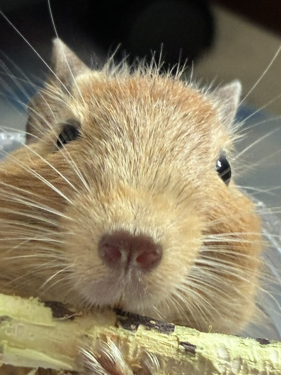tartepanda's tweet photo. #見た人もなにか無言でデグーをあげる https://t.co/YTv8zV3HY1