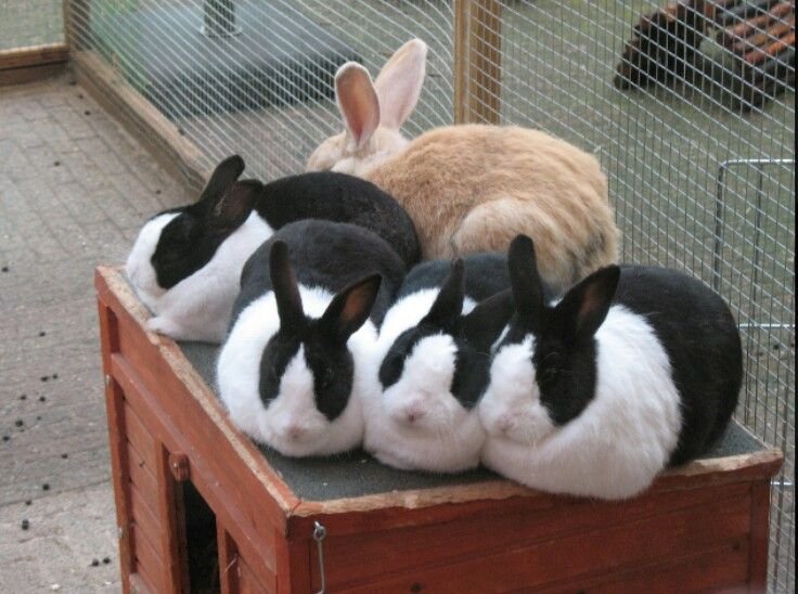 popularrabbit's tweet photo. Bunnies Friends.... https://t.co/nAhtm5kYsV
