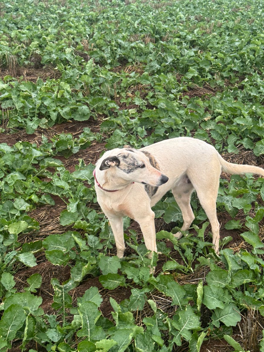 B_Tyson's tweet photo. Crop dog is happy enough with Insurgent Canola 109mm ytd rainfall https://t.co/uS1Bxhoepl