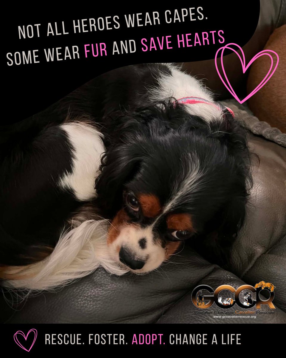 GCCavalier Rescue tweet media