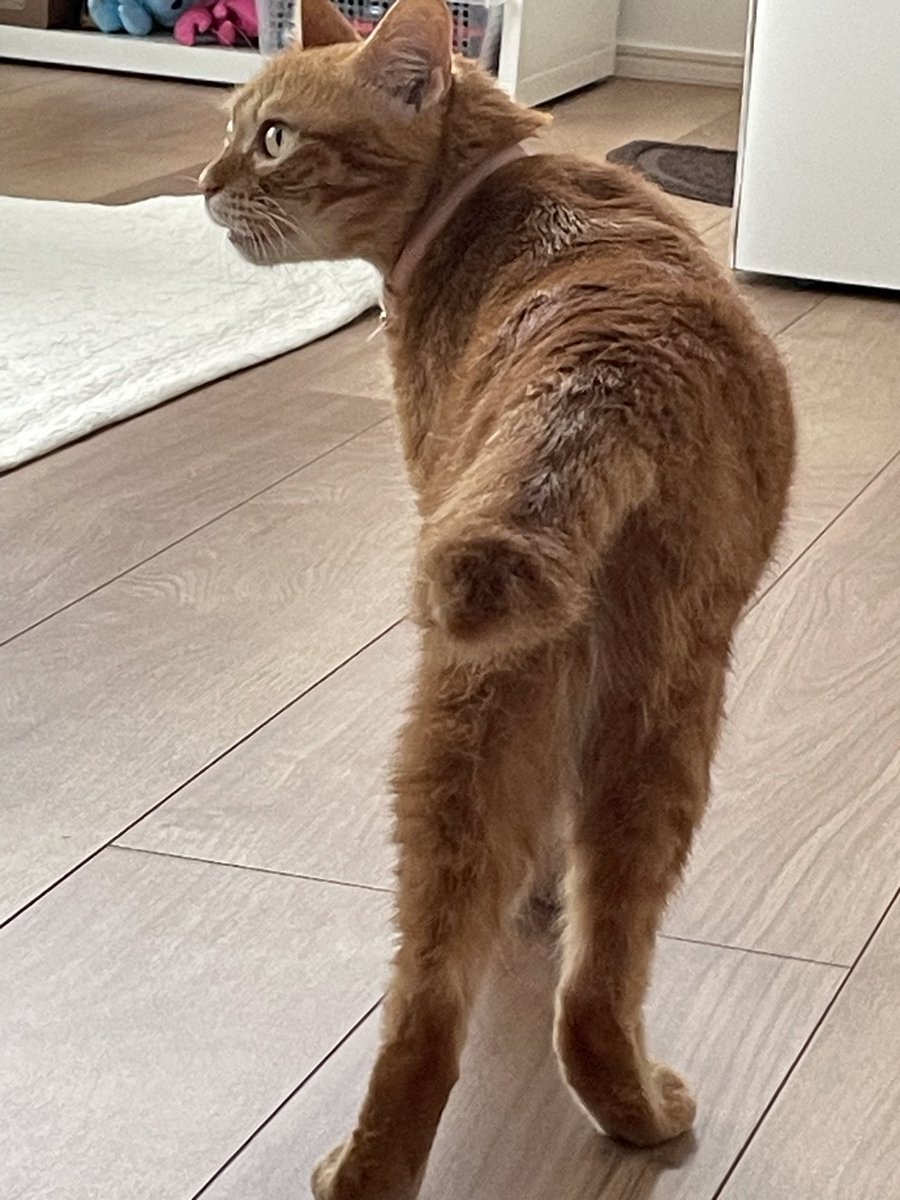 MiroToRita's tweet photo. リタちゃんのしっぽは短めモフモフ
#猫
#茶トラ
#猫の居る暮らし https://t.co/y01lxVYhJX