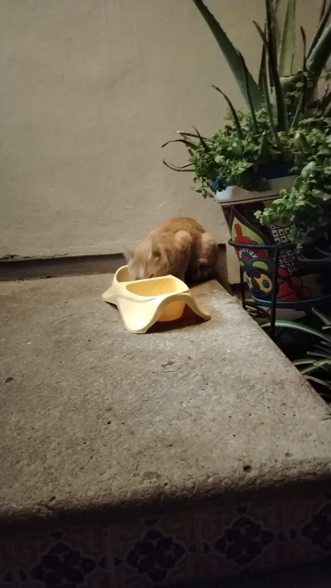 ile0719's tweet photo. Buscamos con urgencia un hogar temporal o definitivo para Mateo, vecinito de mi colonia. Sus humanos se mudaron y tristemente lo dejaron abandonado.

 Actualmente la vecina de al lado de la que era su casa lo está alimentando y le permite quedarse en su cochera, no puede meterlo ya que tiene muchos perritos. Pero lamentablemente otra vecina al lado no tolera a los gatos y ya empieza a quejarse de que el animalito se mete a su cochera.

Tenemos miedo de que le haga daño.  Si alguien está interesado me avisa por favor. 

#Queretaro