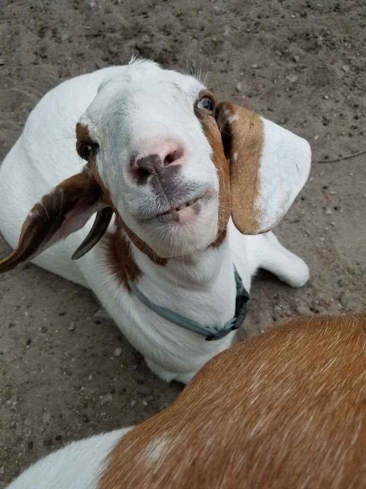 apokuna as goats tweet media
