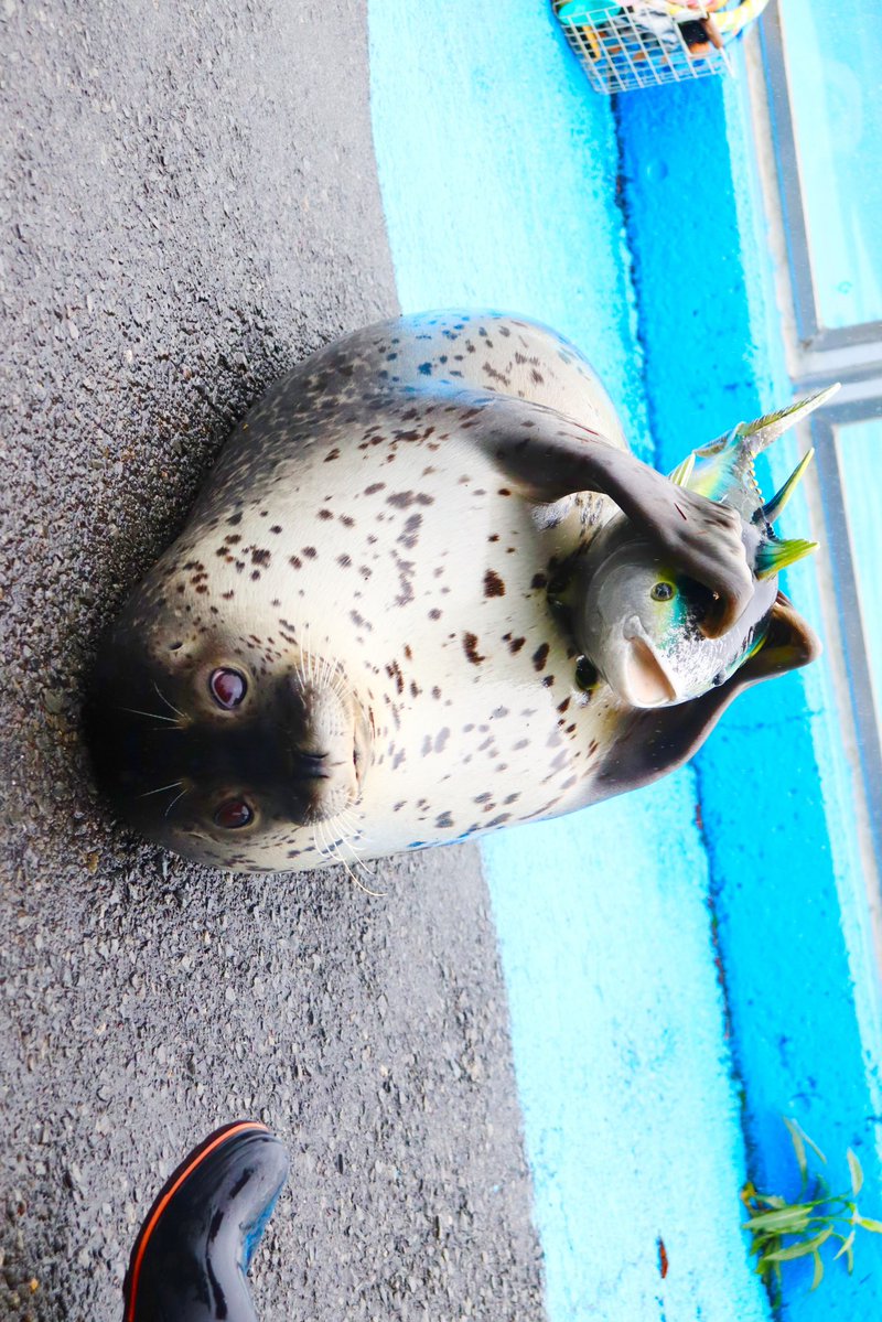 utazarashi's tweet photo. #東武動物公園
#もちもち
#ゴマフアザラシ

なんか見てると方向感覚がおかしくなってくる😂 https://t.co/RJ0h0sExgQ