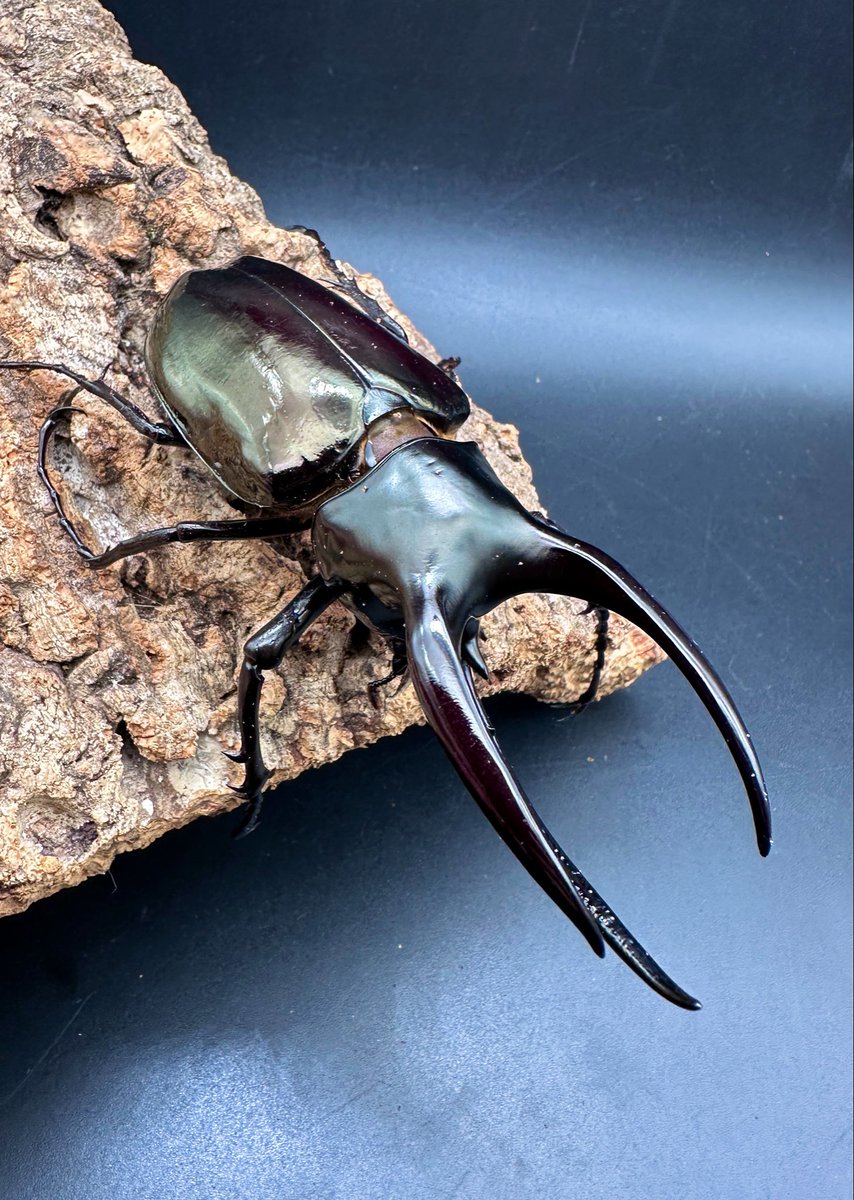 モーレンカンプオオカブト CBF1 North Borneo Sabah Mt.Trusmadi 105mm