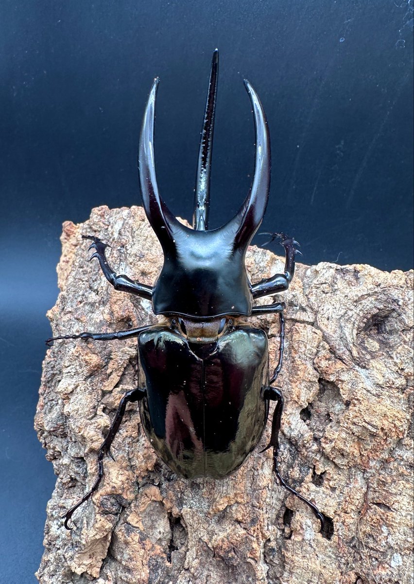 モーレンカンプオオカブト CBF1 North Borneo Sabah Mt.Trusmadi 105mm