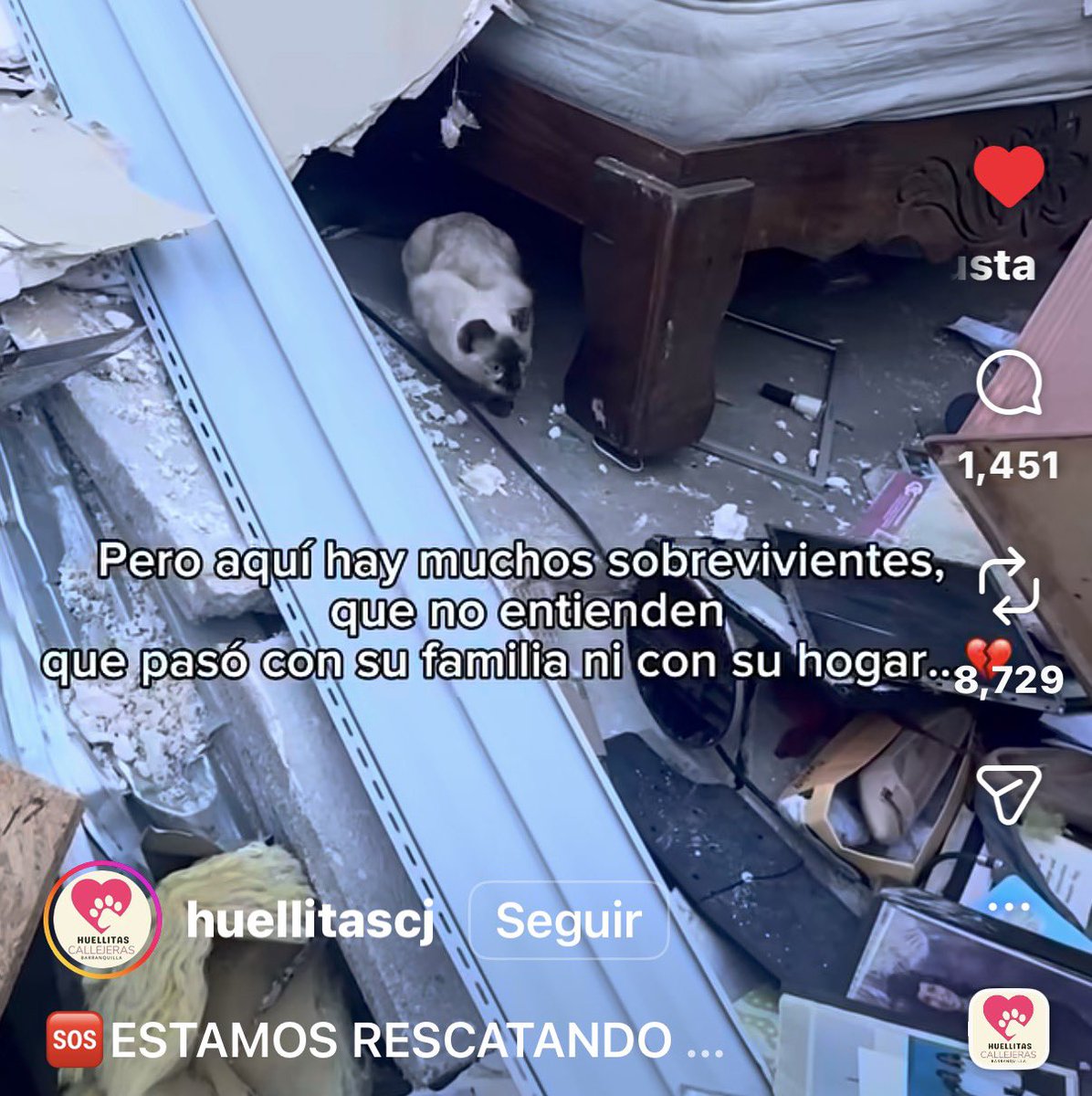 CuaimaEn350's tweet photo. @UProzac Amiga será esta?? la tienen unos rescatistas de Colombia https://t.co/IjlS0hzgrG