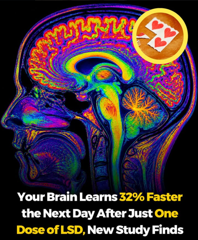 0xQuasark's tweet photo. So it's official:

LSD makes you smarter.

At least the day after you take it, scientists confirmed...𝘆𝗼𝘂 𝗹𝗲𝗮𝗿𝗻 𝗳𝗮𝘀𝘁𝗲𝗿.

They gave 43 people, 100μg of LSD.

The next day, they learned a typing task 33% faster than the placebo group.

No extra practice. Same time.

Just... 𝘧𝘢𝘴𝘵𝘦𝘳.

Turns out, one dose might do more for your brain than a year of Duolingo.