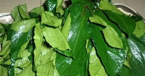 DedayoRoots's tweet photo. The liver is your primary estrogen detox organ.

When the liver is overburdened (by alcohol, seed oils, processed food, medication) it cannot clear excess estrogen efficiently.

Estrogen recirculates.
Dominance builds.
Symptoms worsen.

Liver-supportive foods that also support estrogen clearance:

🌿 Bitter leaf (Ewuro) = andrographolide, hepatoprotective
🌿 Ugwu - antioxidants, liver enzyme support
🌿 Turmeric (Ata Ile Pupa) = curcumin, liver detoxification phase 2
🌿 Garlic = sulfur compounds support glutathione production
🌿 Dandelion root = bile production, estrogen conjugation

Your grandmother's vegetable soup was a liver protocol.

Every green she added was doing a specific job.