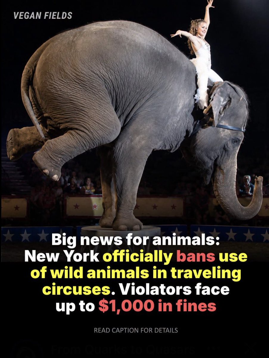 pashupdates's tweet photo. New York banned wild animals in traveling circuses.  
No more elephants, lions, tigers, etc. performing town to town. Violators face $1,000 fines.  
The show goes on — just without wild animals. 🎪🐘

#NewYork #WildAnimals #CircusBan #AnimalWelfare #viral https://t.co/ITqjQeNfMD
