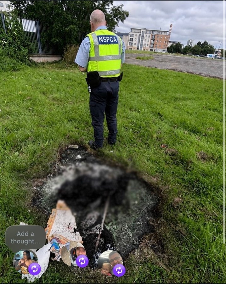 CapatanEl4662's tweet photo. The NSCPA  have comfirmed the dog that was burnt in ballymun, dublin. Had a pole threw its body and was being roasted like a pig for these savages to eat.

This cruelty is unheard of in ireland. And if mass deportations don't happen soon. It could be a child next. Who knows with these low IQ savages.