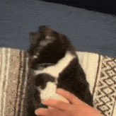 TomatoShiba2's tweet photo. @sifyro that’s my sweet evil kitty girl. I LOVE attacking my teammates https://t.co/g4ZoXLZZbZ